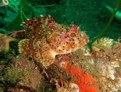 Scorpaena guttata