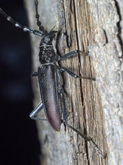 Cerambyx cerdo