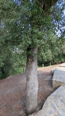 Quercus rotundifolia