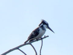 Ceryle rudis rudis