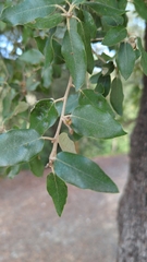 Quercus rotundifolia