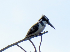 Ceryle rudis rudis