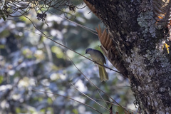Phyllastrephus flavostriatus