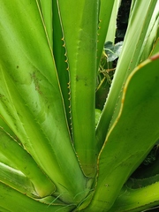 Furcraea