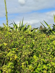 Furcraea