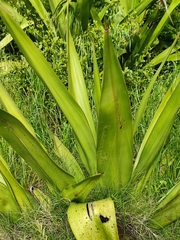 Furcraea