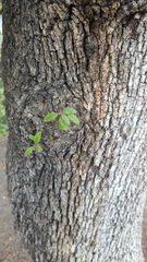 Quercus rotundifolia