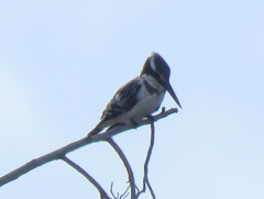 Ceryle rudis rudis