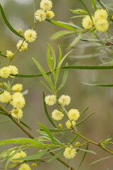 Acacia