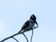 Ceryle rudis rudis