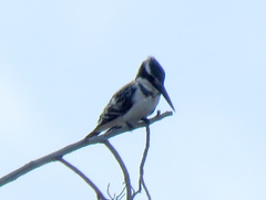 Ceryle rudis rudis