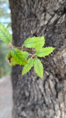 Quercus rotundifolia