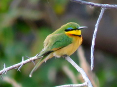 Merops pusillus argutus