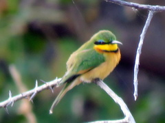 Merops pusillus argutus