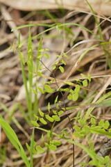 Lindsaea linearis