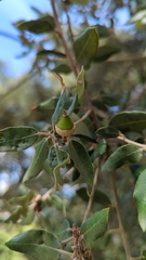 Quercus rotundifolia