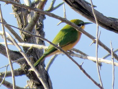 Merops pusillus argutus