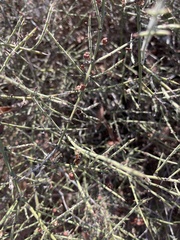 Adolphia californica