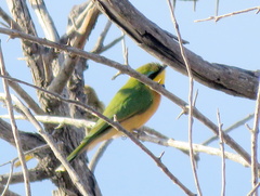 Merops pusillus argutus