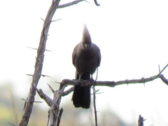 Corythaixoides concolor bechuanae