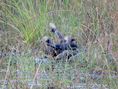 Corythaixoides concolor bechuanae