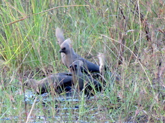 Corythaixoides concolor bechuanae
