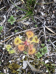 Drosera glanduligera