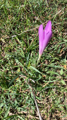 Colchicum autumnale