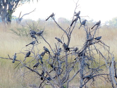 Corythaixoides concolor bechuanae
