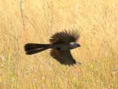 Corythaixoides concolor bechuanae