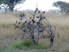 Corythaixoides concolor bechuanae