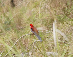 Platycercus elegans elegans