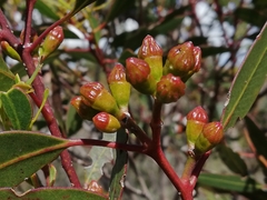 Eucalyptus pileata