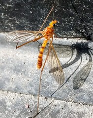 Nephrotoma ferruginea