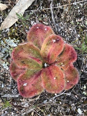 Drosera collina