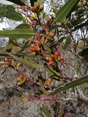 Eucalyptus pileata