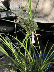 Cyperus eragrostis