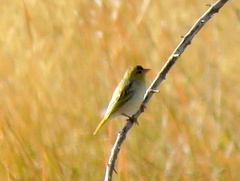 Ploceus velatus