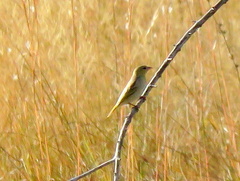 Ploceus velatus