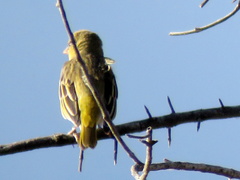 Ploceus velatus