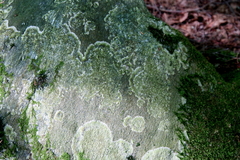 Protoparmeliopsis muralis