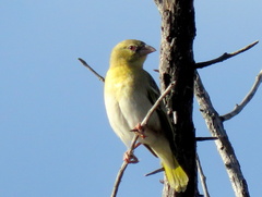 Ploceus velatus