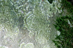 Protoparmeliopsis muralis