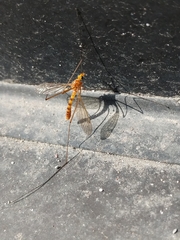 Nephrotoma ferruginea