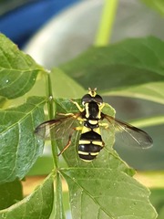 Xanthogramma