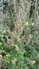 Artemisia vulgaris