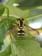 Xanthogramma