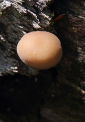 Entoloma formosum