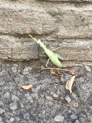 Hierodula transcaucasica