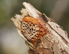 Hexagonia vesparia